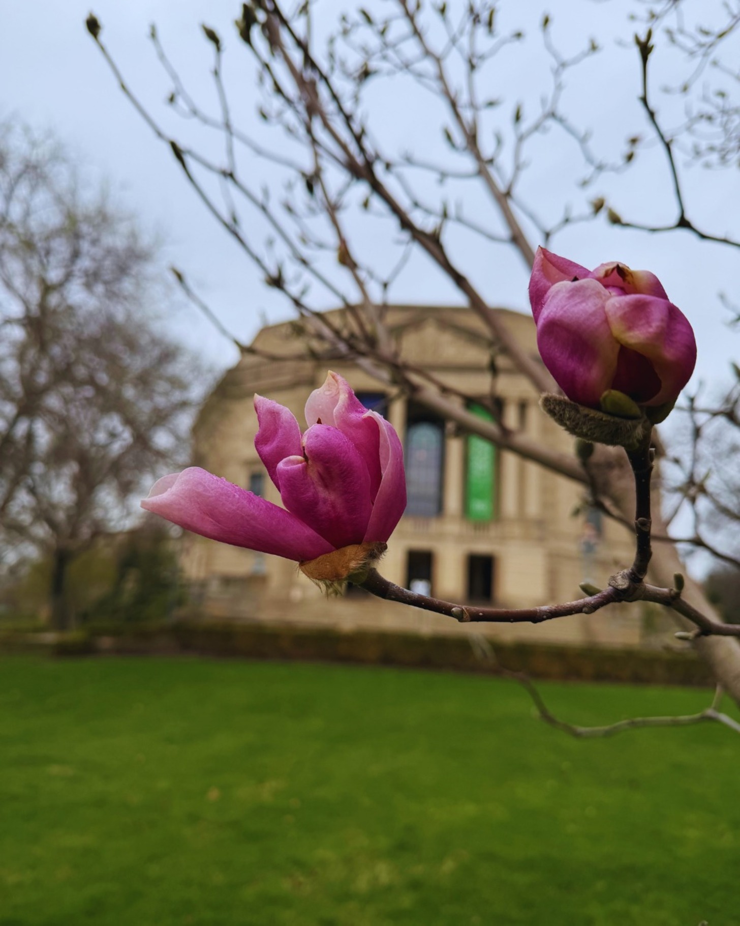 Springblooms20260406